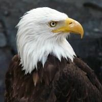 安禄山和杨玉环是什么关系啊