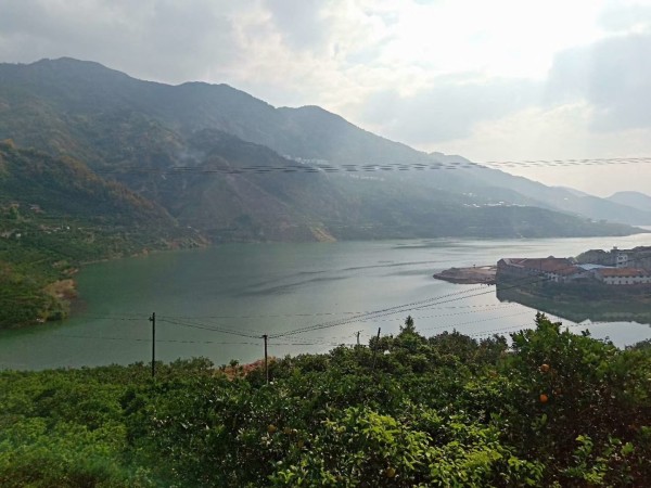 果园中的成熟脐橙挂果场景