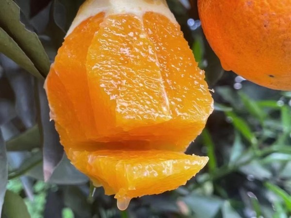 甜橙与脐橙对比图