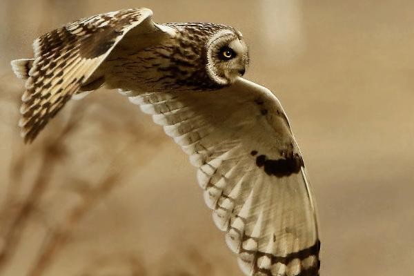 鹰、隼、雕、枭的区别是什么?看完涨知识了!建议收藏