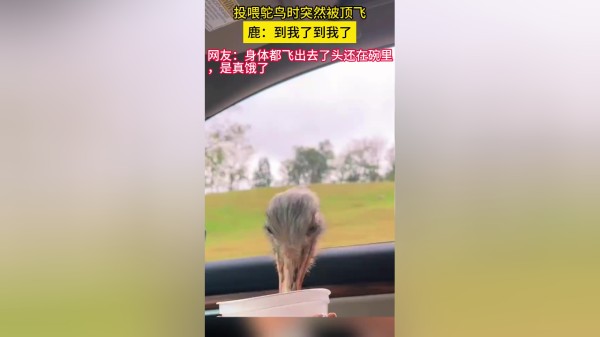 喂食鸵鸟时突然被顶飞,鹿:该我了该我了