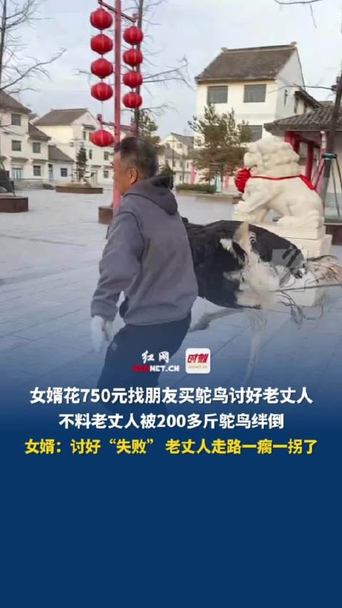 11月12日(采访时间),辽宁营口,女婿花750元找朋友买鸵鸟讨好老丈人…
