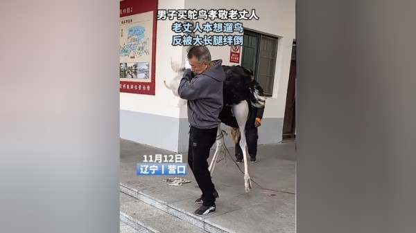 男子买鸵鸟孝敬老丈人 老丈人本想遛鸟 反被大长腿绊倒