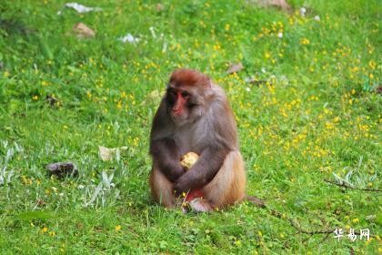 猴女缘何偏爱男鸡：揭秘属相合不合的秘密，爱情指南！