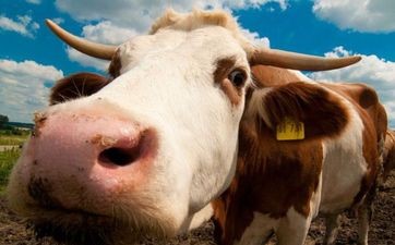 女的属牛和男的属猴相配婚姻如何