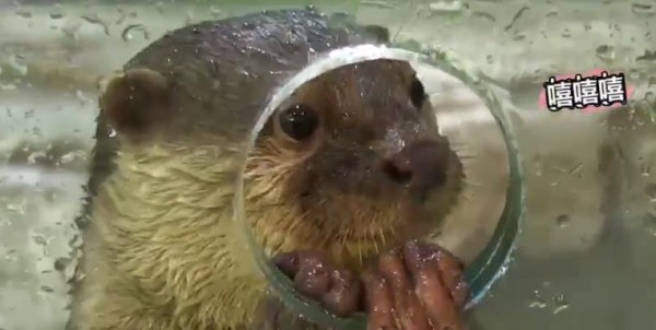 水獭宝宝爱跟人类玩游戏,不停的往外扔石头,还一脸无辜的样子