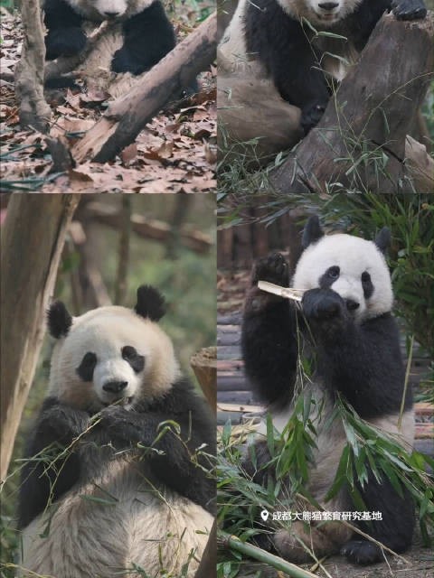花花最近这么火，但你知道它的闺蜜和兄弟是谁吗？