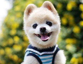 猫咪是哪个明星韩国？李钟硕的宠物？