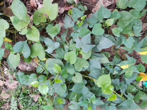 红薯叶怎样摘才嫩?很多人都忽略了一个细节,所以红薯叶口感不好