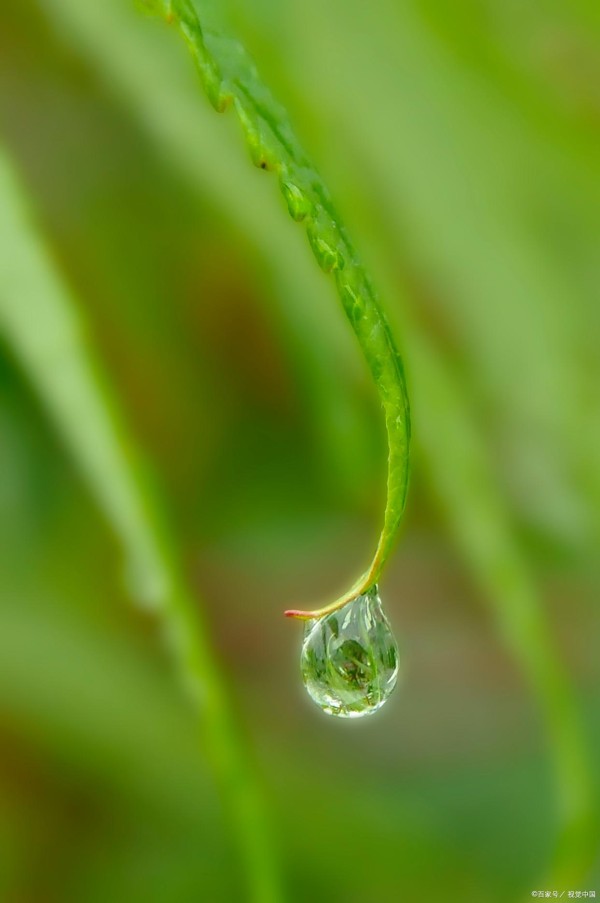 露珠的秘密:大自然的清晨馈赠