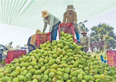 小果干带来大合作(进博会故事)