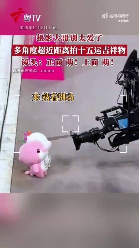 不敢动！大湾鸡面对镜头老实巴交