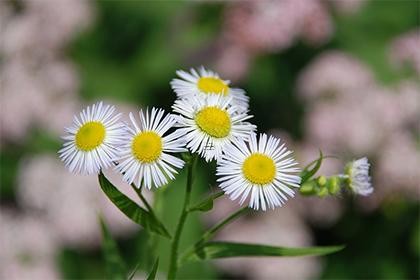 羊与龙属相配婚姻如何呢男人 羊与龙属相合不合夫妻