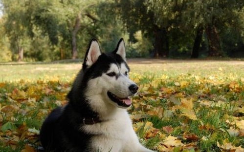 哈士奇智商大揭秘：宠物界的智慧明星！