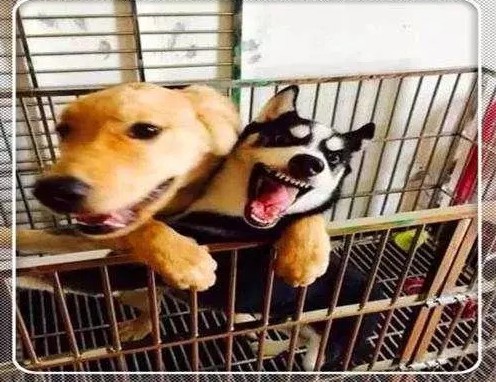 金毛得了忧郁症,和哈士奇关一起后,二哈:嘿嘿,又带偏一个!