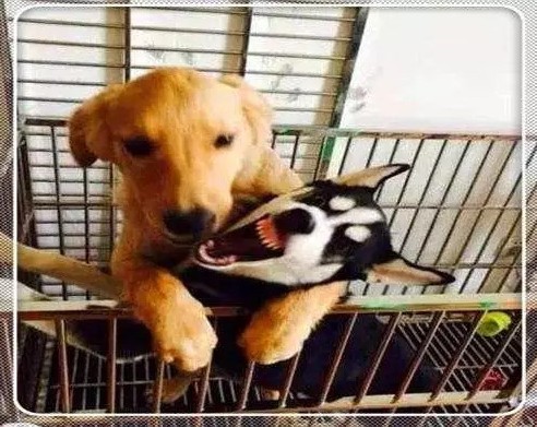 金毛得了忧郁症,和哈士奇关一起后,二哈:嘿嘿,又带偏一个!