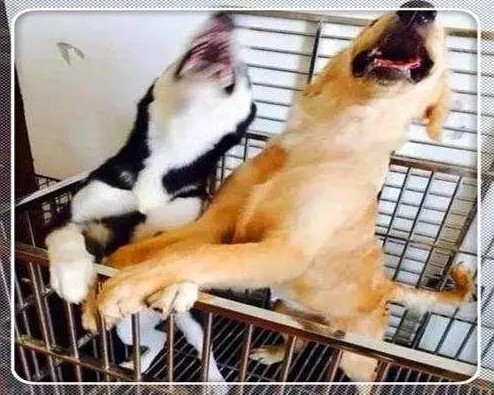 金毛得了忧郁症,和哈士奇关一起后,二哈:嘿嘿,又带偏一个!