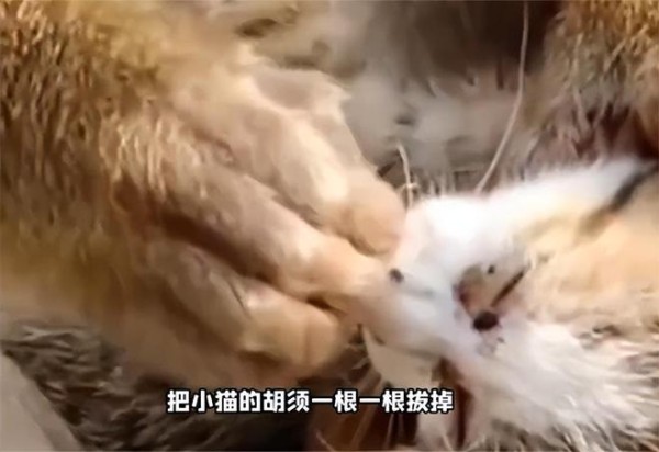 张馨予为“猴猫共处”发声:不用骂猴子,昆明动物园难平众愤