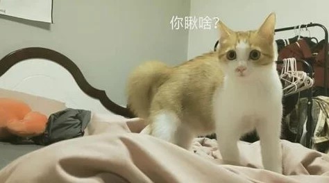 柚子猫小僵尸黑料爆料:传闻其与多位明星私下交往,背后隐藏不为人知的秘密和争议!