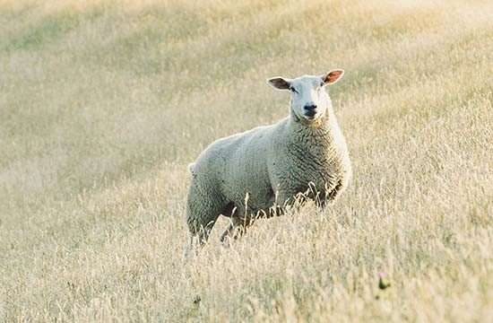 羊和虎的生肖属性相克吗 属羊人和属虎人结婚好吗