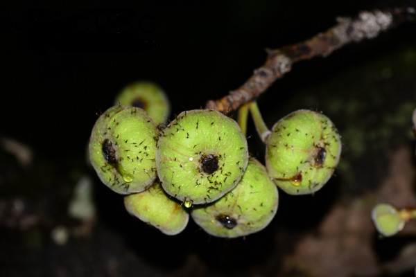 打破百年认知！研究发现榕树与榕小蜂的关系比想象中“乱”得多！