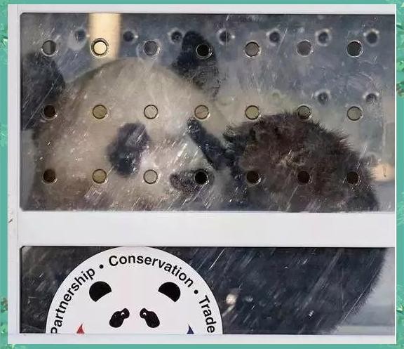 大熊猫：全球迷心中的明星与文化大使