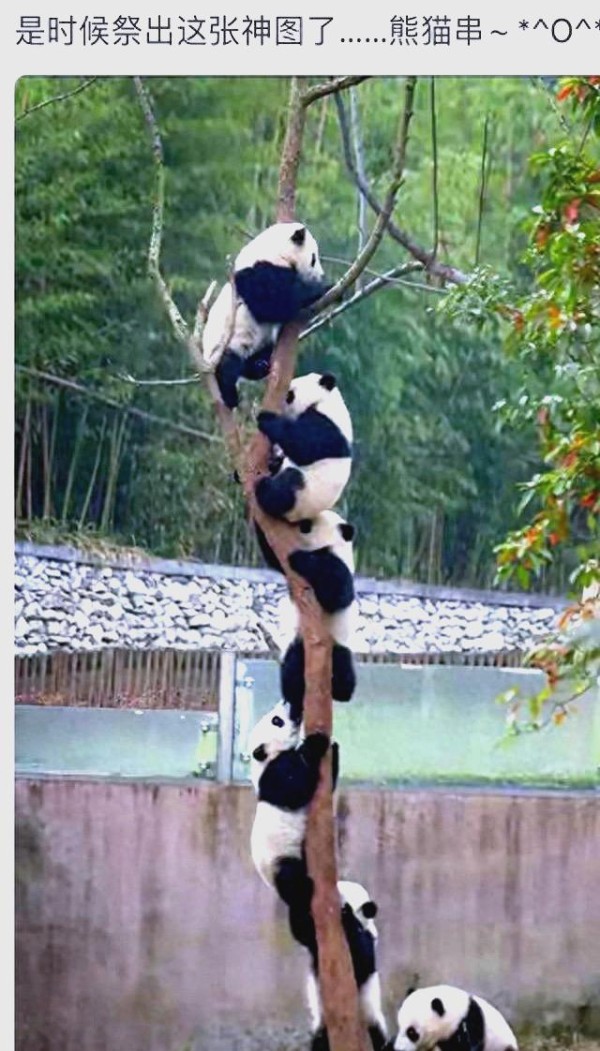 熊猫：全球明星的崛起与独特魅力