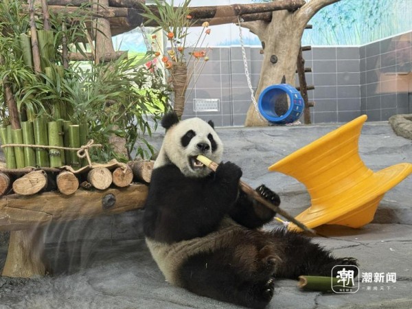 温州动物园大熊猫馆今起正式开放，两位重量级“明星”憨萌可爱