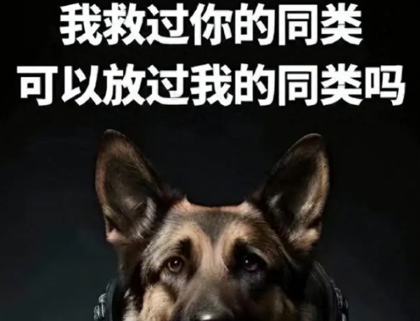 明星们为何只关心流浪狗，却忽视被咬伤的小女孩？引发舆论争议