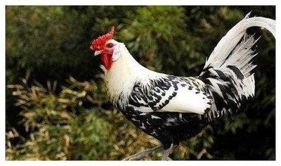 生肖鸡男人与生肖虎的女性婚配