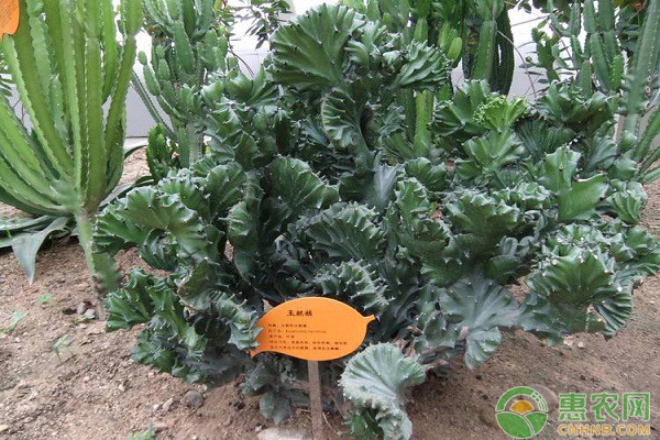 玉麒麟如何养殖？玉麒麟养殖注意要点-图片版权归惠农网所有