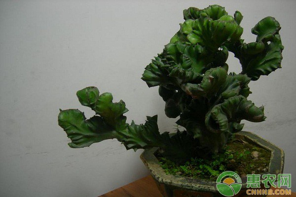 玉麒麟如何养殖？玉麒麟养殖注意要点-图片版权归惠农网所有