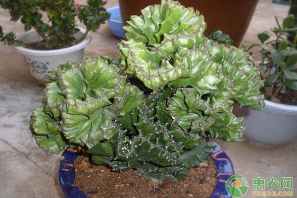 玉麒麟如何养殖？玉麒麟养殖注意要点-图片版权归惠农网所有