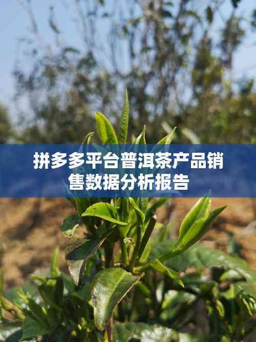 拼多多平台普洱茶产品销售数据分析报告