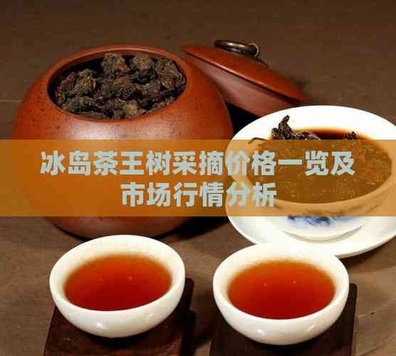 冰岛茶王树采摘价格一览及市场行情分析