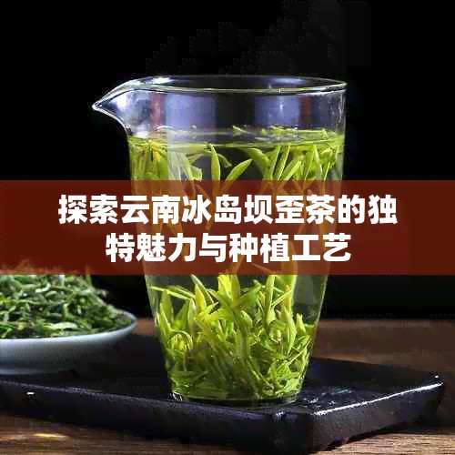 探索云南冰岛坝歪茶的独特魅力与种植工艺