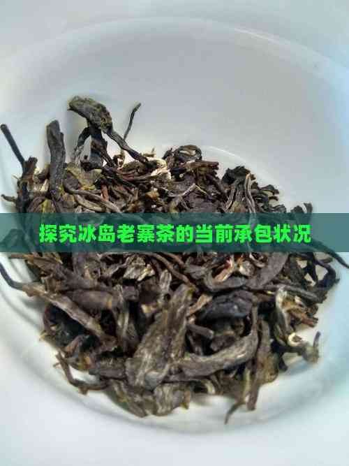 探究冰岛老寨茶的当前承包状况