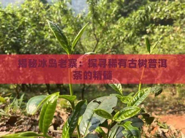 揭秘冰岛老寨:探寻稀有古树普洱茶的精髓