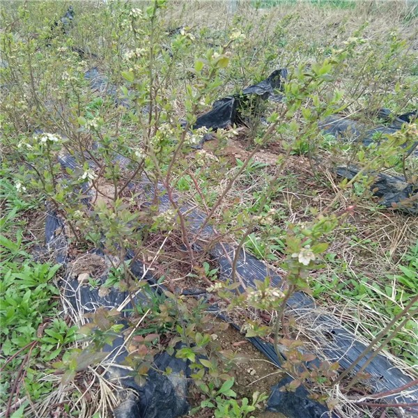 云南(蓝莓苗)怎么分辨