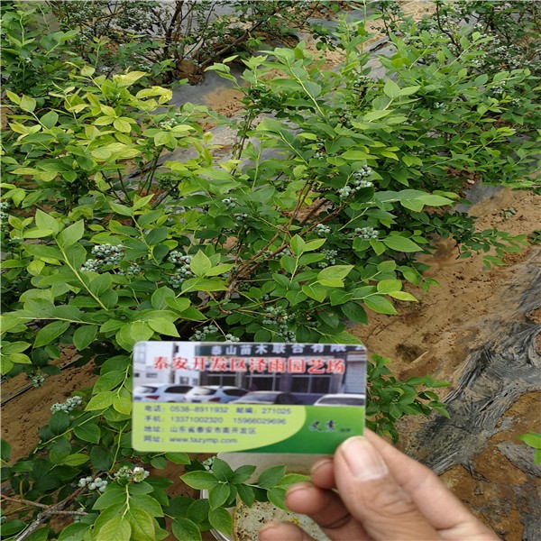 云南（蓝莓苗）怎么分辨