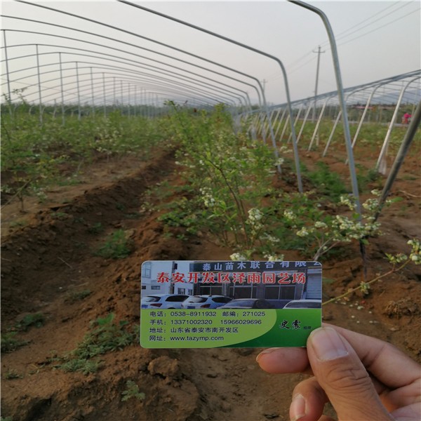 云南（蓝莓苗）怎么分辨