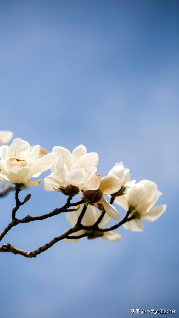 身为明星有什么烦恼,如何排解?