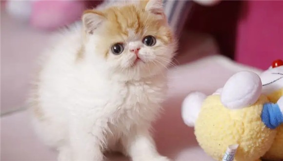 加菲猫掉线什么意思?很多人都不知道