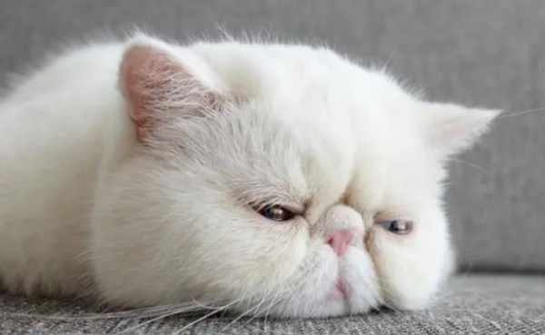 加菲猫掉线什么意思?很多人都不知道