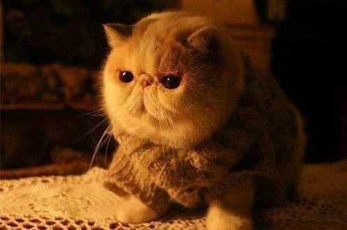 揭秘加菲猫:宠物界的明星宠儿