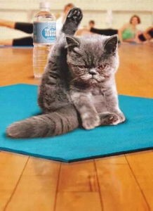 揭秘加菲猫：宠物界的明星宠儿