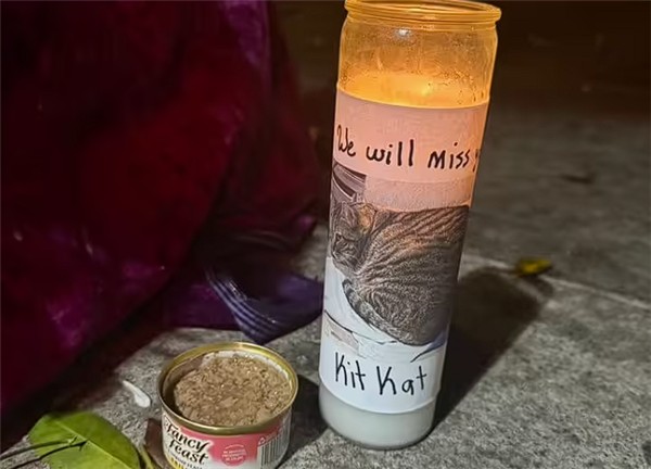 明星猫被撞死后 谷歌自动驾驶公司Waymo陷公关危机