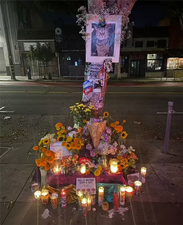 明星猫被撞死后 谷歌自动驾驶公司Waymo陷公关危机