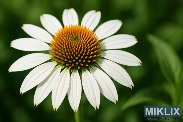 Close-up image of a White Swan coneflower with pure white petals and a golden-orange central cone against a soft green background.