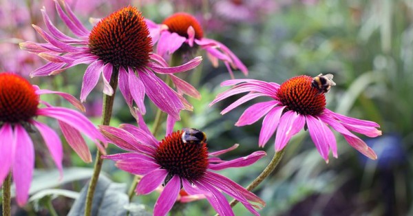 purple coneflower